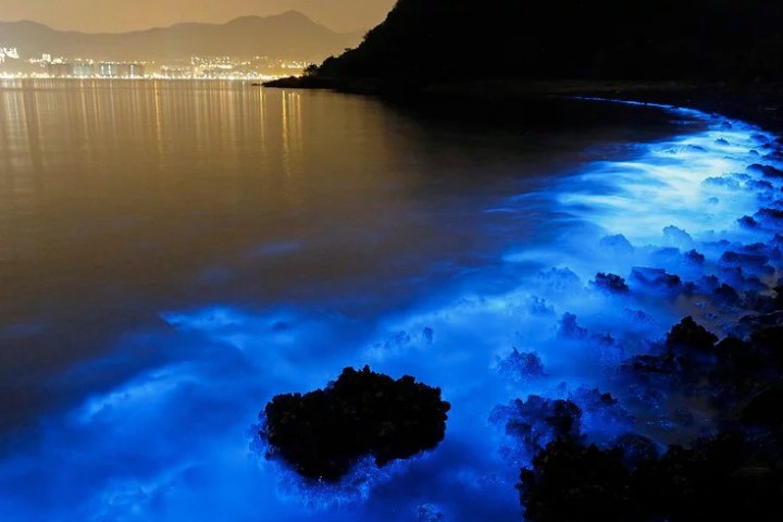 Bioluminescent Plankton at night