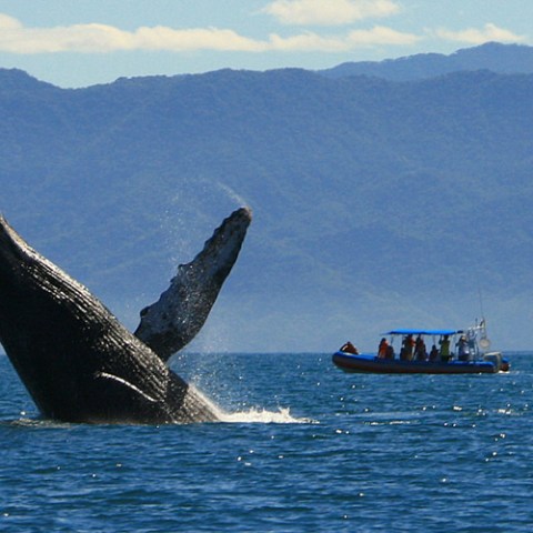 Jet's Private Boat Tours | Puerto Vallarta Boat Tours & Excursions